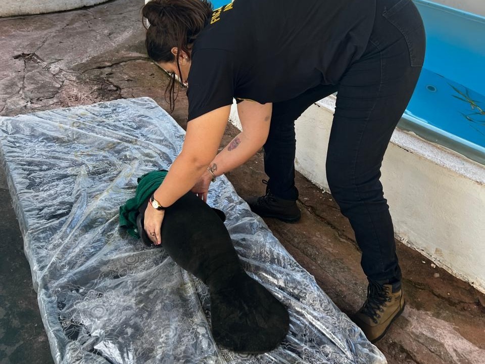 Atua&ccedil;&atilde;o entre comunit&aacute;rios e &oacute;rg&atilde;o ambiental foi essencial para garantir seguran&ccedil;a do exemplar.