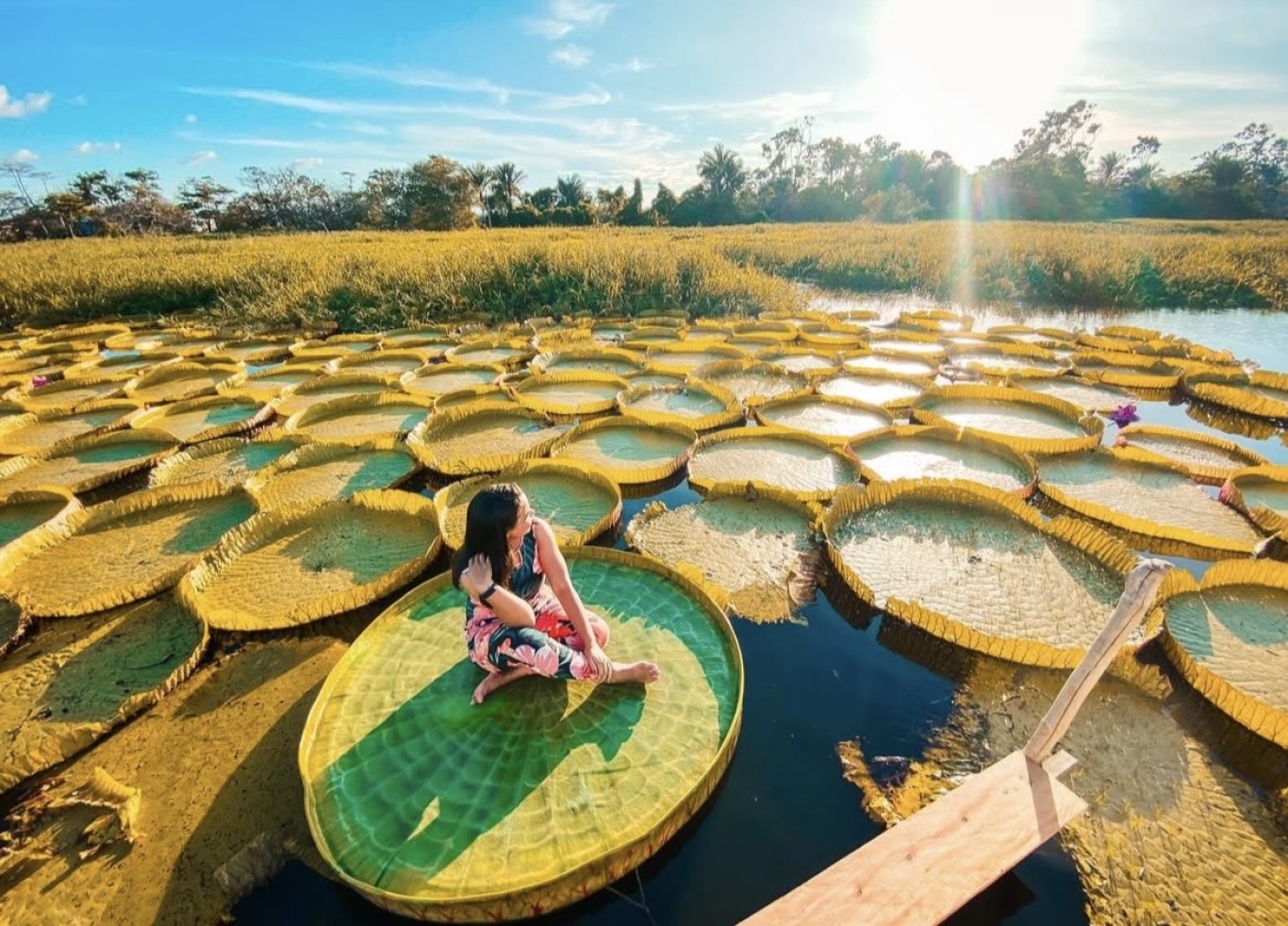 Imagem de Restaurantes de palafitas, Drink de Mari e vitória-régia cenográfica impulsionam o turismo no Igarapé-Açu