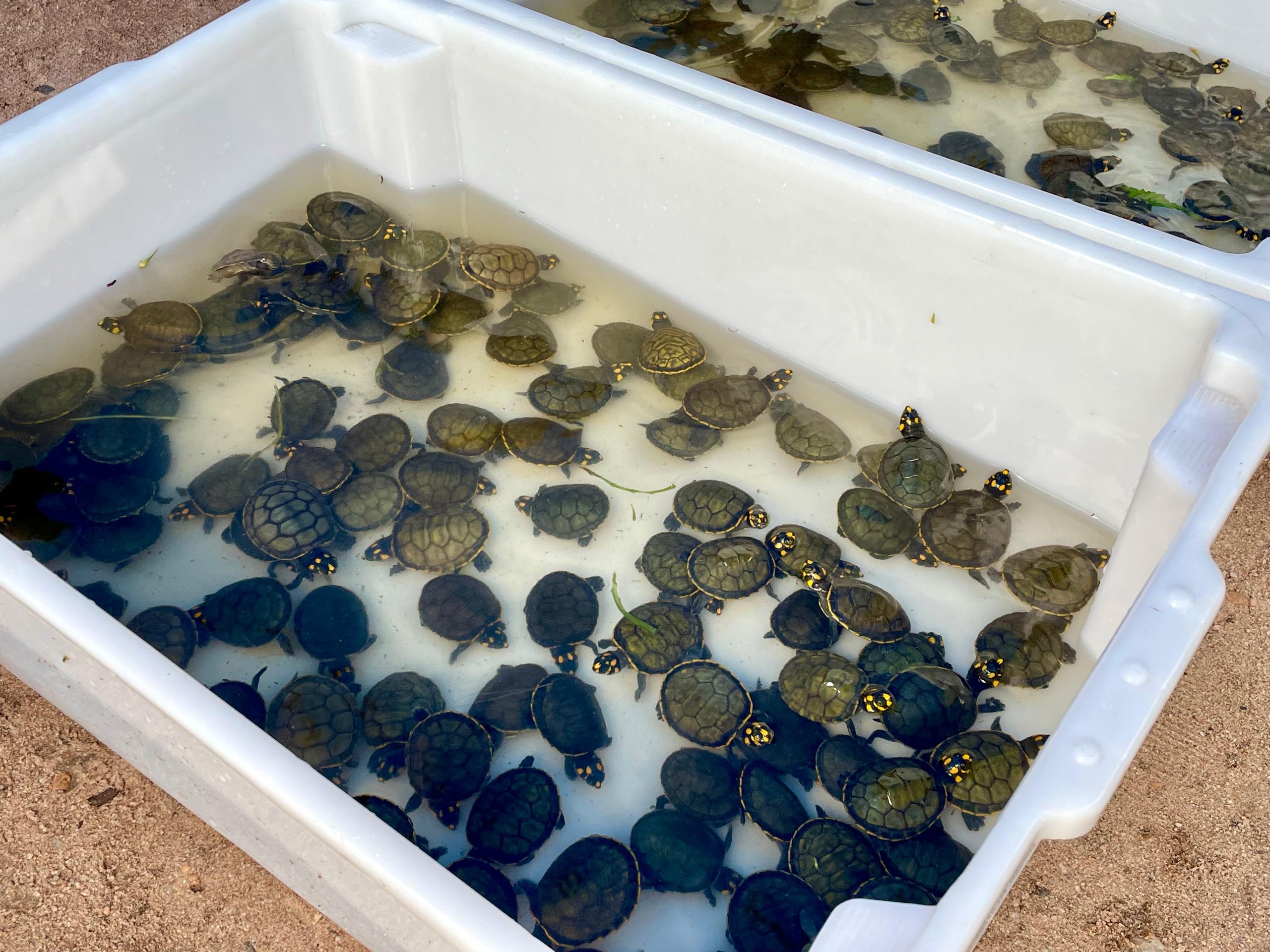  multa m&iacute;nima por indiv&iacute;duo &eacute; de 5 mil reais