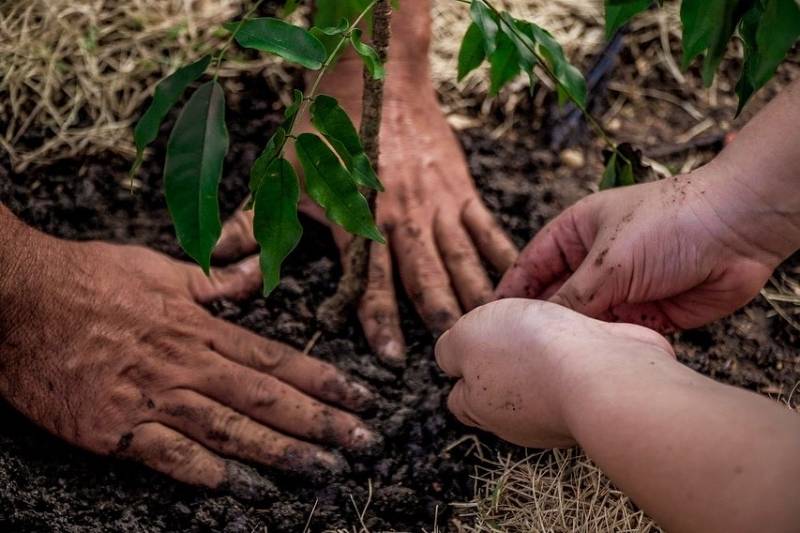 Programa Arborizar Santarém planta 21 mudas na Avenida Barão do Rio Branco 