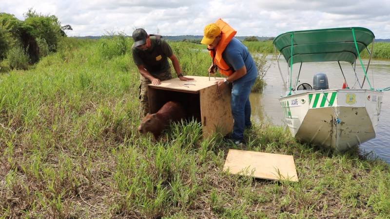 Prefeitura de Santarém realiza soltura de capivara