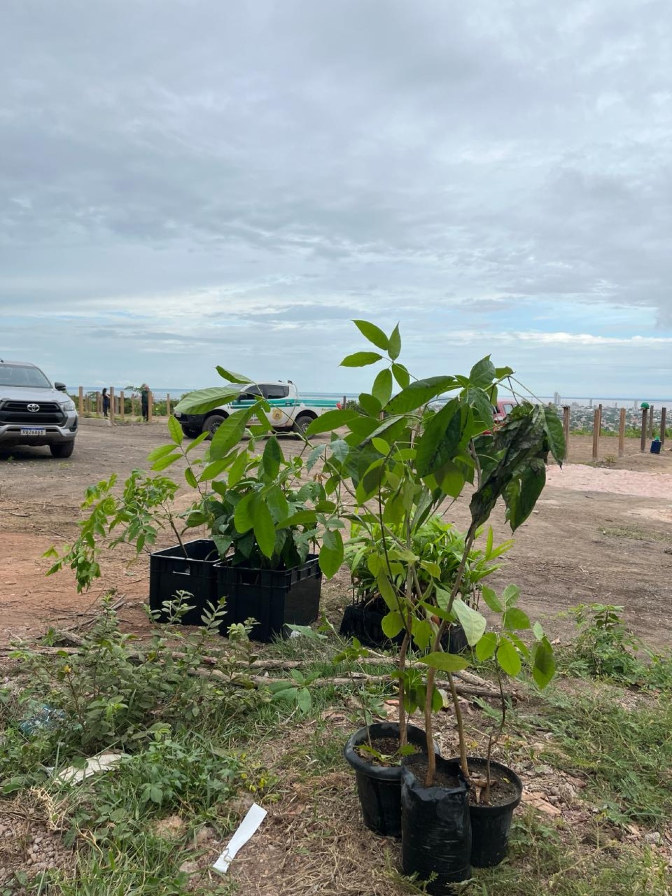 Arborizar Santarém desenvolve primeira atividade em 2024