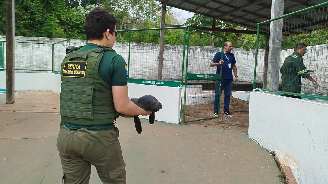 Filhote de peixe-boi é resgatado pela Semma na região do Tapará