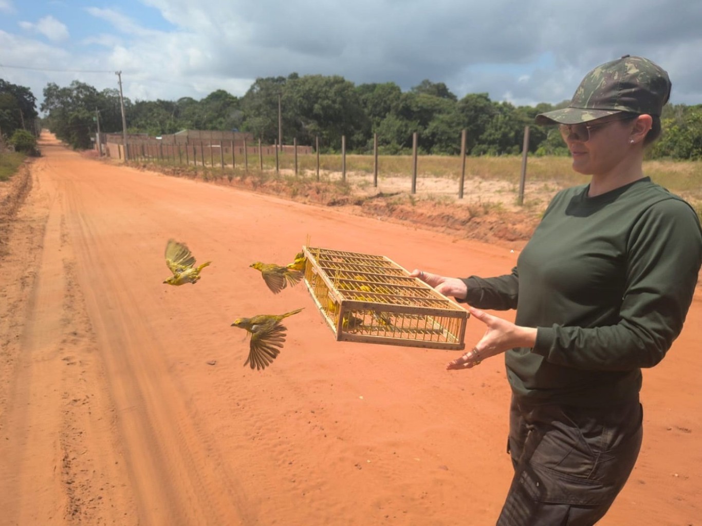 Imagem de 317 canários resgatados são devolvidos à natureza em diferentes áreas de Santarém