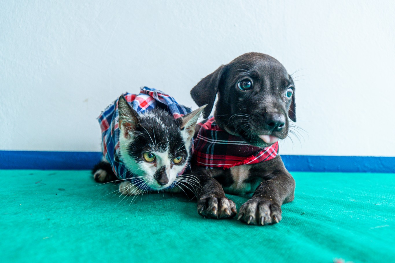 Prefeitura realiza ArraiAU da Adoção com mais de 20 pets disponíveis 
