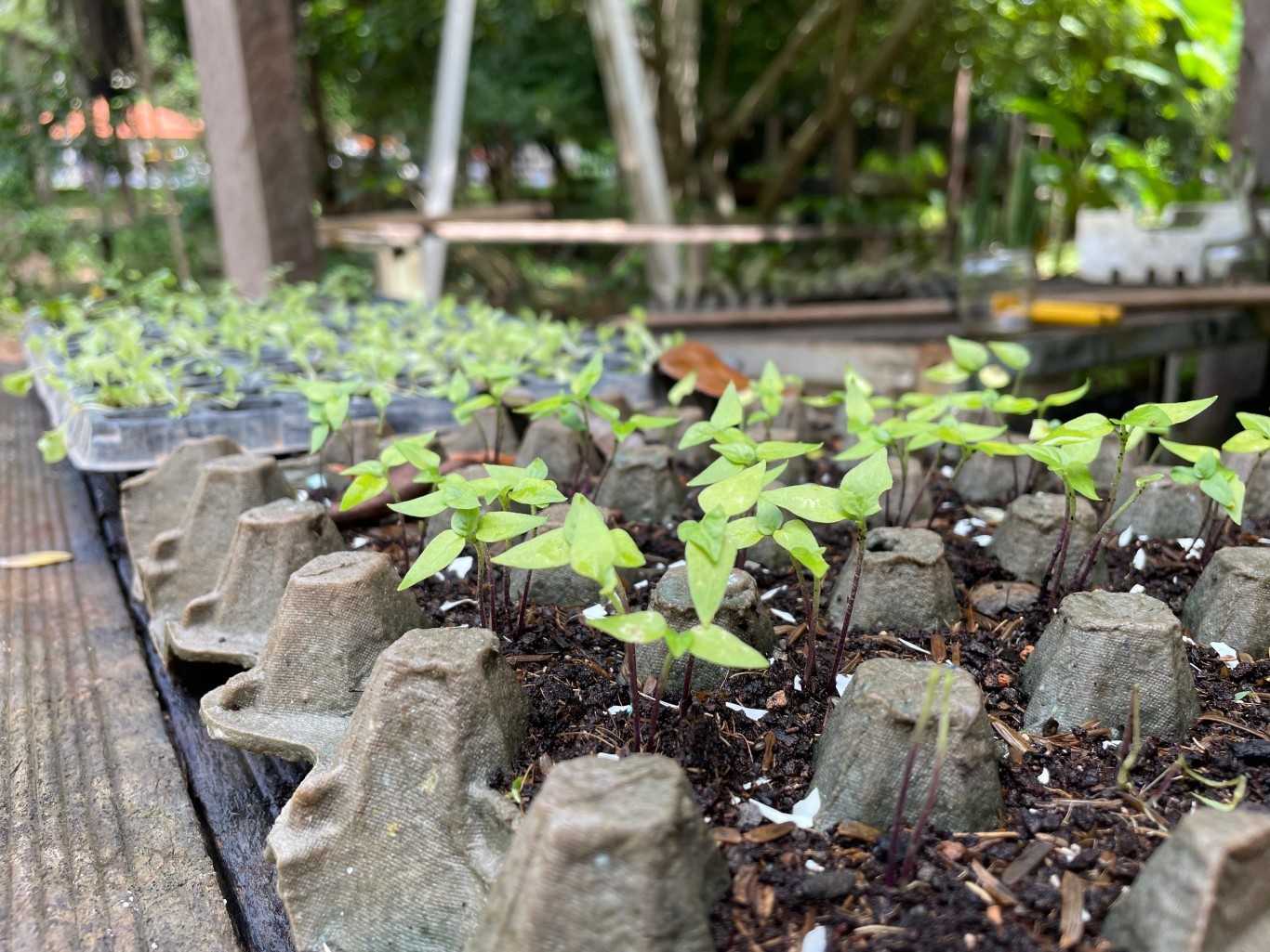 Imagem de Prefeitura destaca ações de proteção ambiental em Santarém