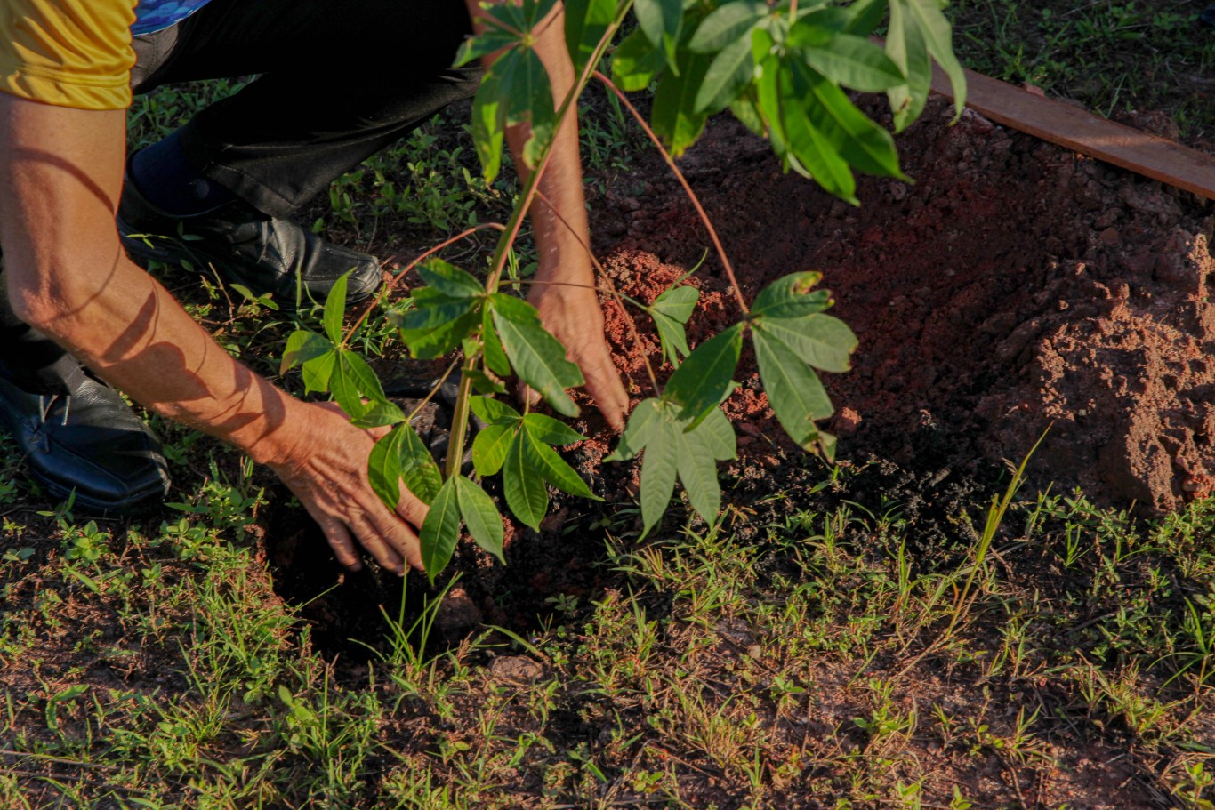 Mais verde para Santarém: Prefeitura realiza plantio de mudas no Dia do Meio Ambiente