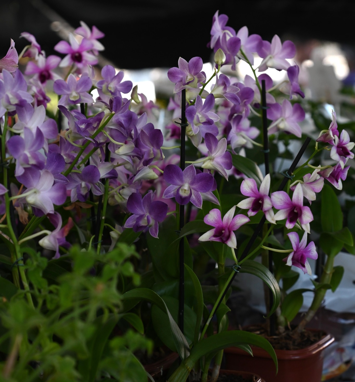 Mercado das Flores recebe mais uma edição da Feira Flor Amor em alusão ao Dia dos Namorados