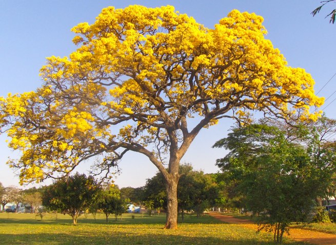 Sugestão de pauta: Semana Municipal da Água e da Árvore inicia nesta segunda-feira (22)