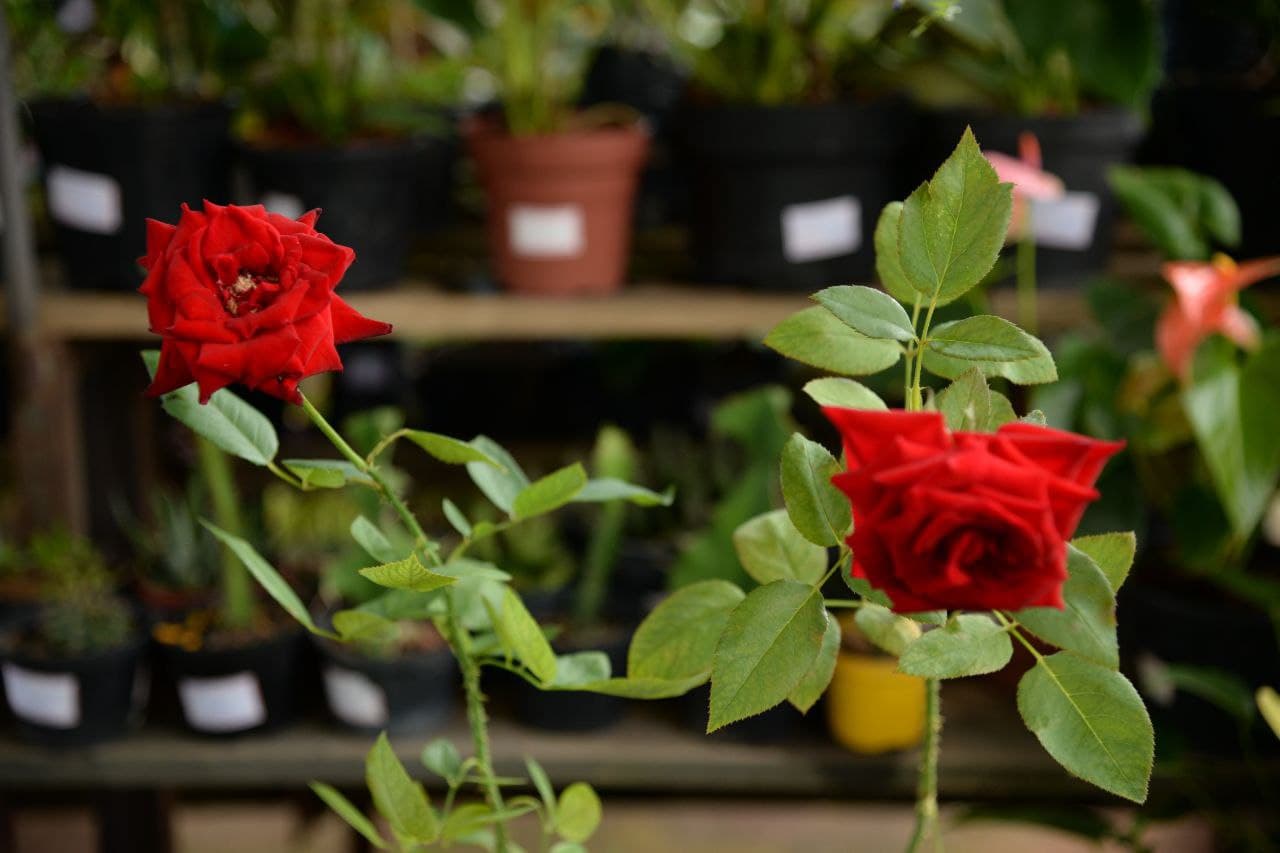 Mercado das Flores é opção para compras de presentes em homenagem ao Dia Internacional da Mulher