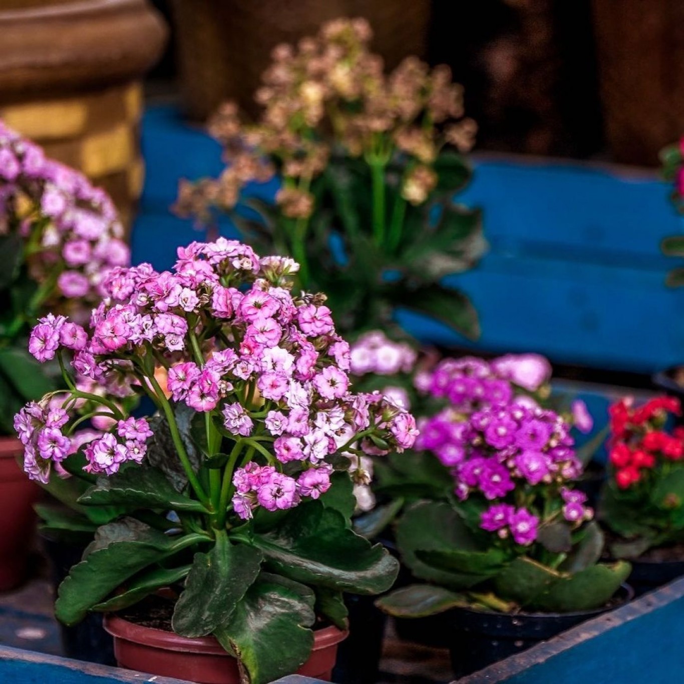 Mercado das Flores inicia feira ‘Flor Mulher’ em comemoração ao Dia Internacional da Mulher