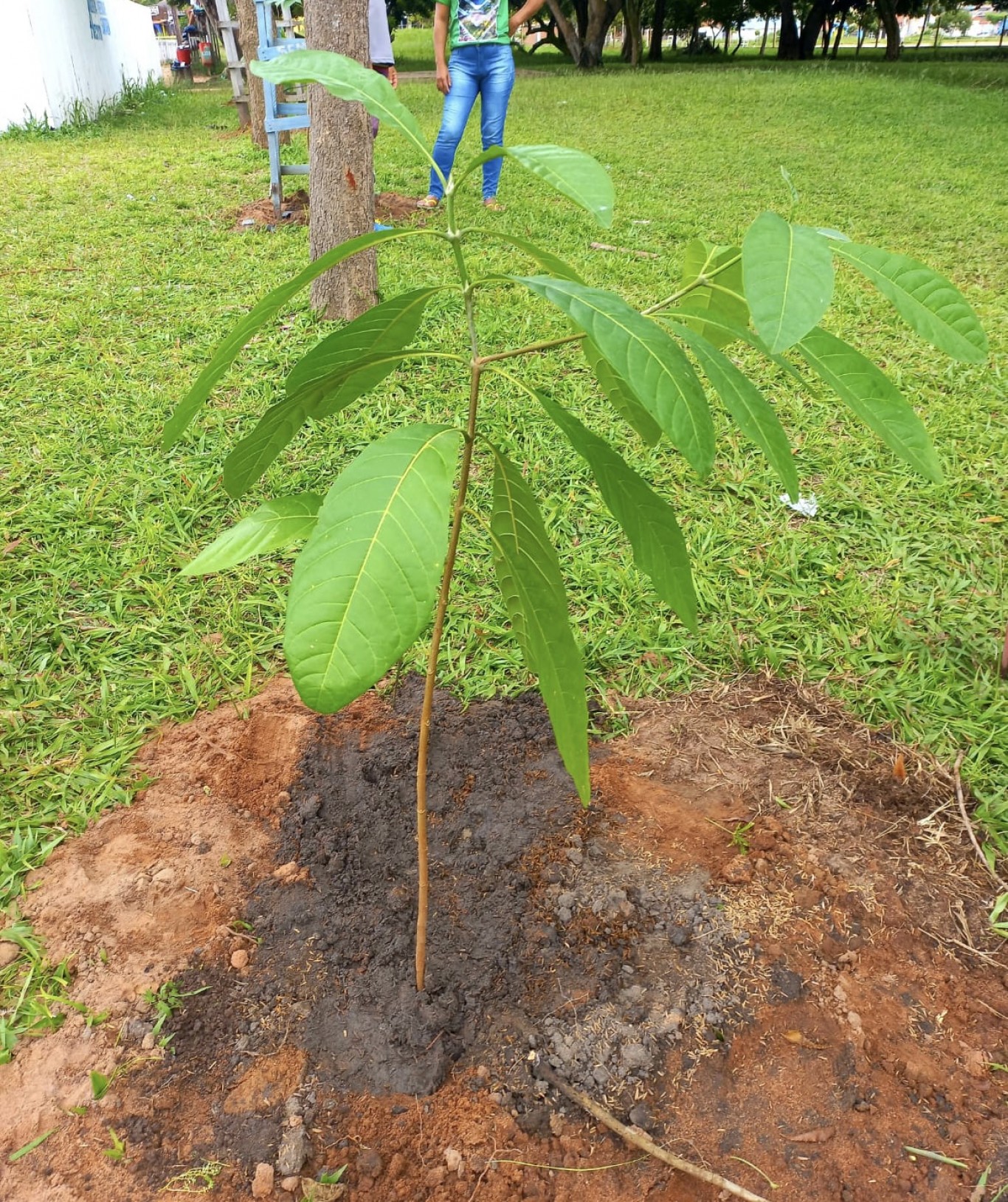 Em alusão ao Dia Internacional das Florestas, Prefeitura arboriza a área interna do Parque da Cidade e distribui mudas para população