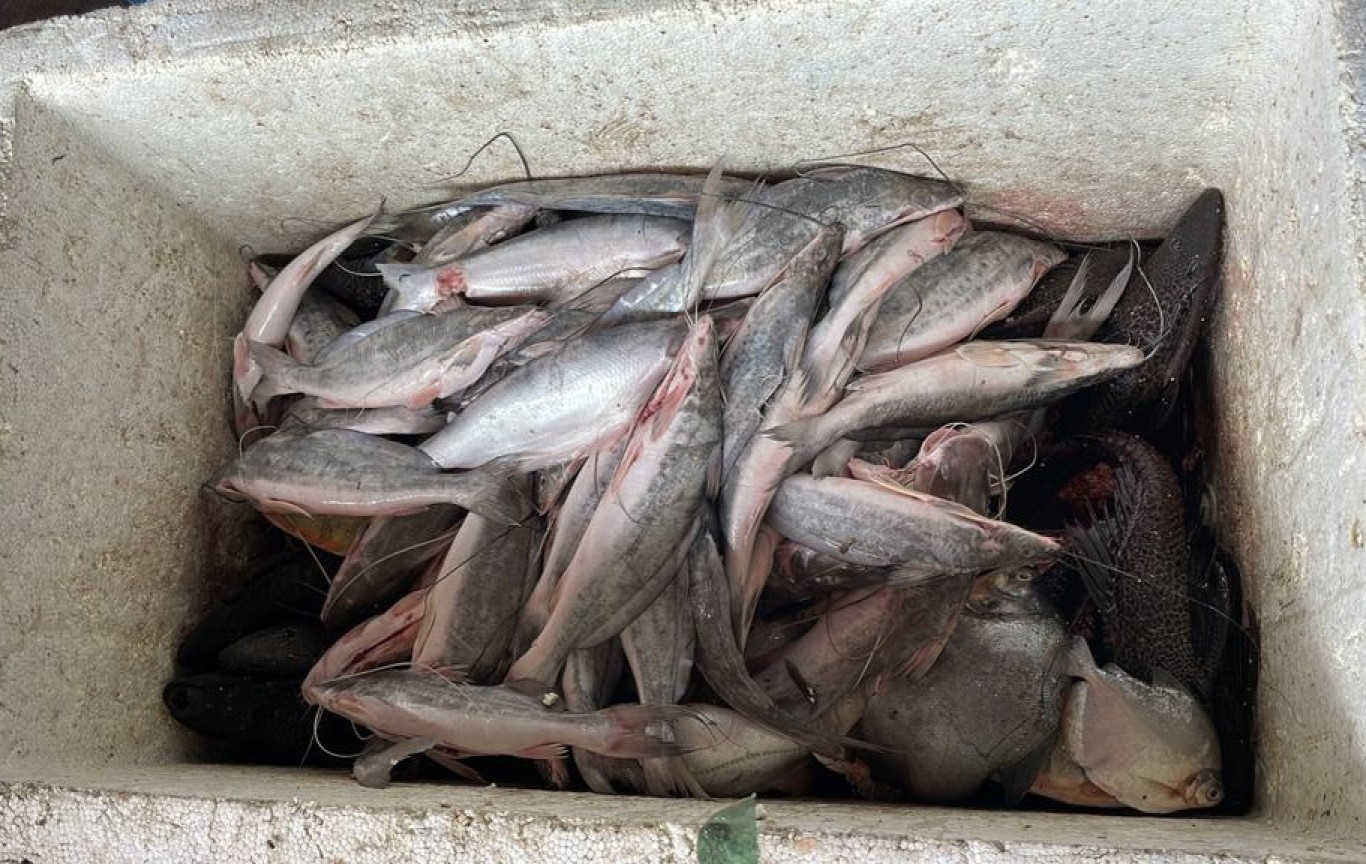 Cerca de 70kg de pescado são apreendidos durante fiscalização em Santarém