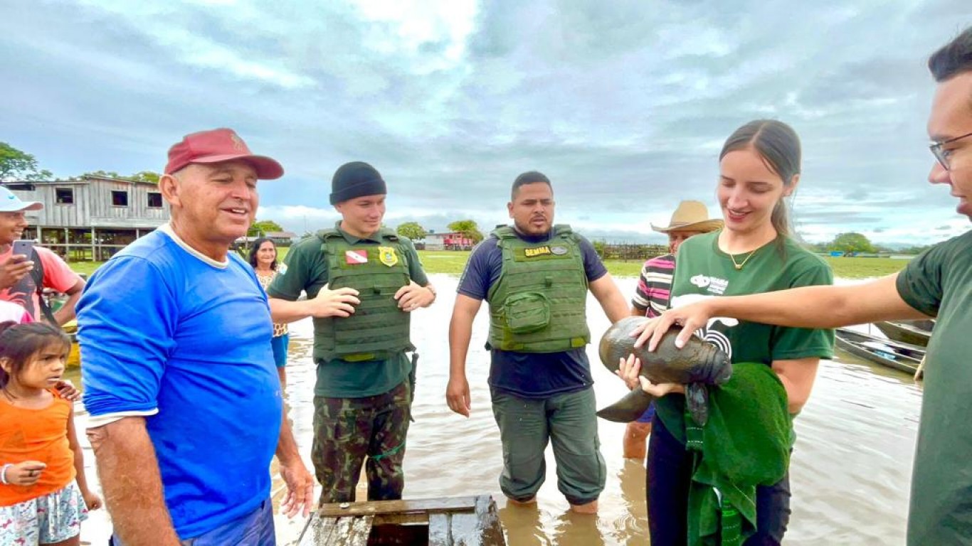 Filhote de peixe boi é resgatado pela Semma