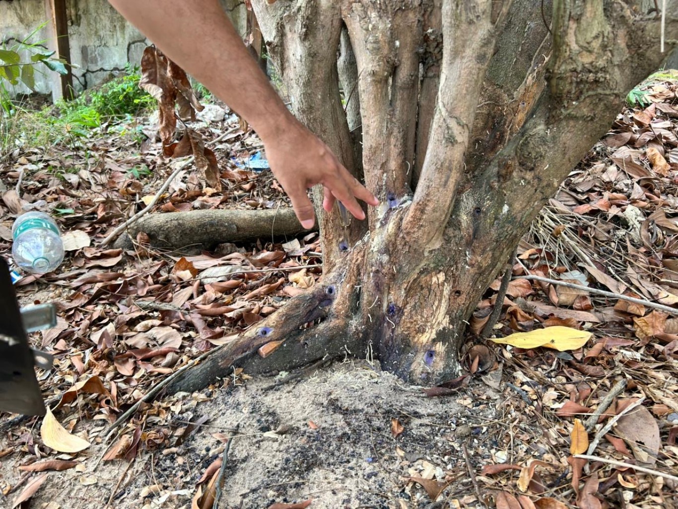Prefeita realiza fiscalização ambiental em área de Alter de Chão 