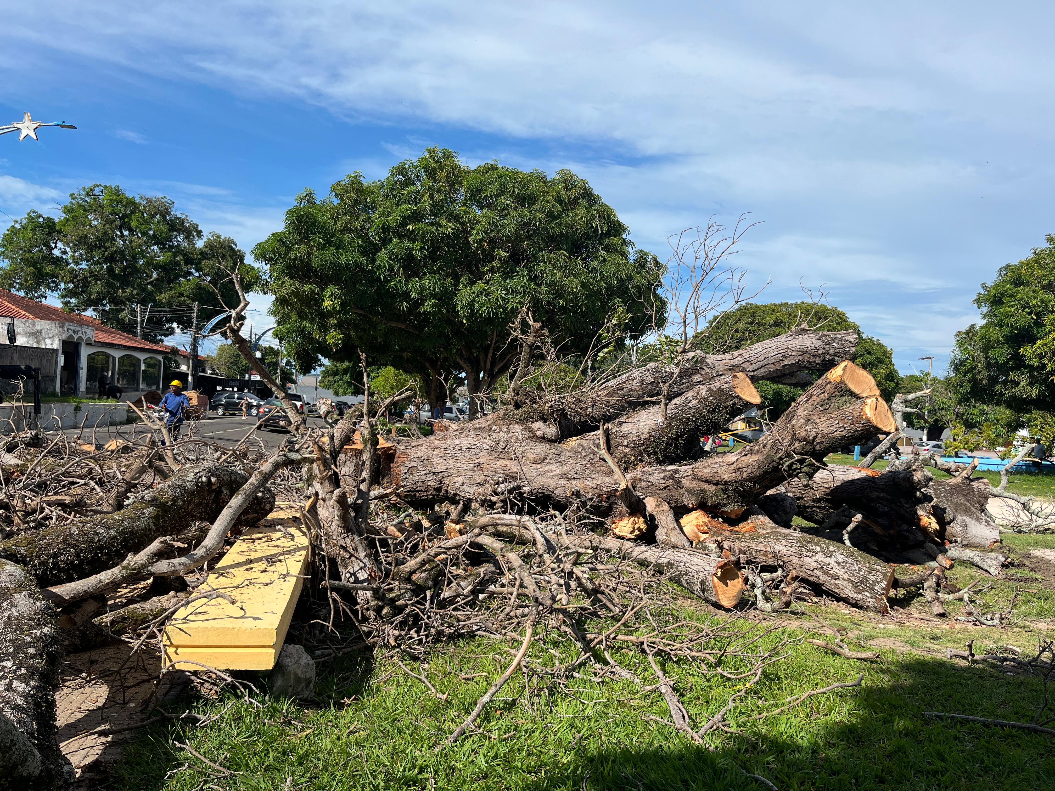 A&ccedil;&atilde;o ocorre de forma preventica nas &aacute;rvores especialmente do Centro de Santar&eacute;m.