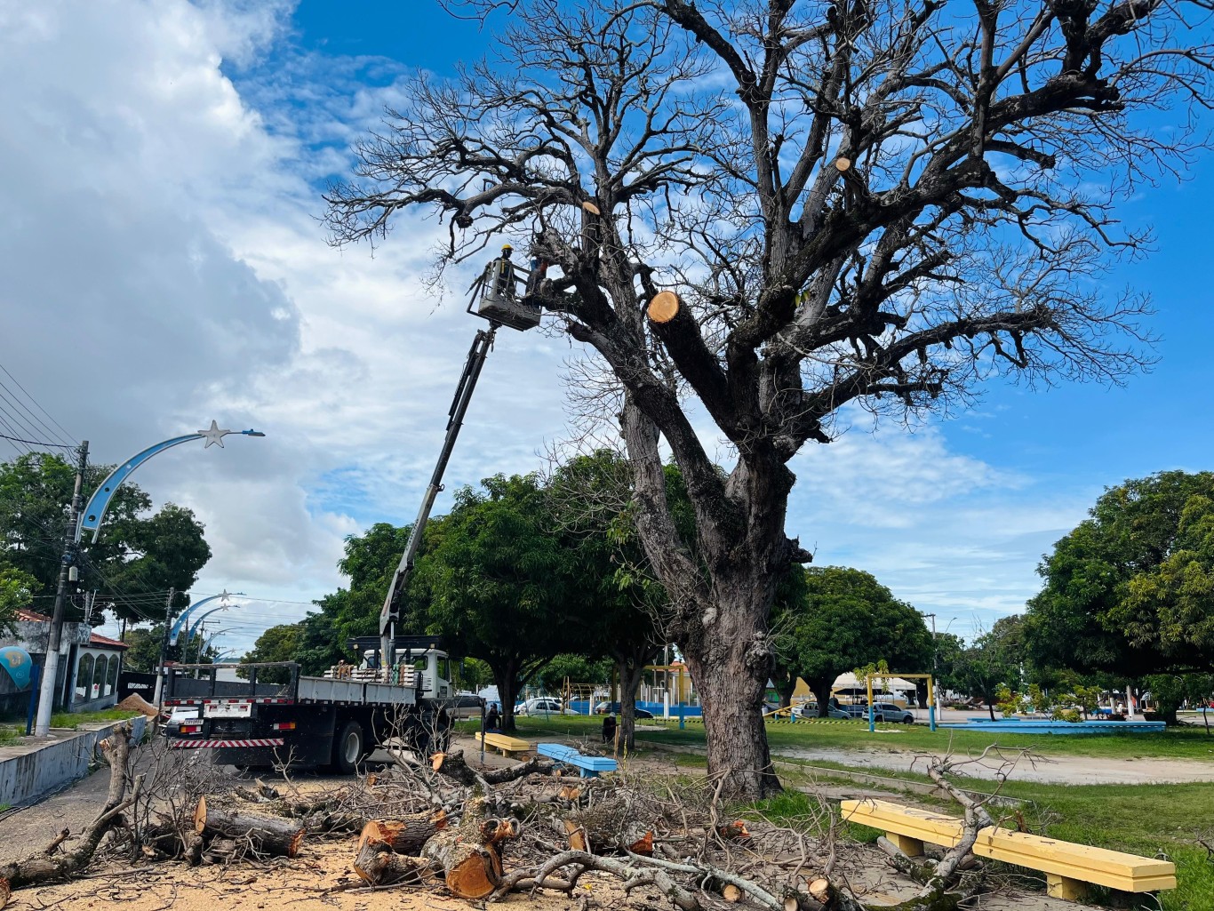 Imagem de Prefeitura realiza operação para retirada de mangueira morta e com risco de queda na Praça São Sebastião