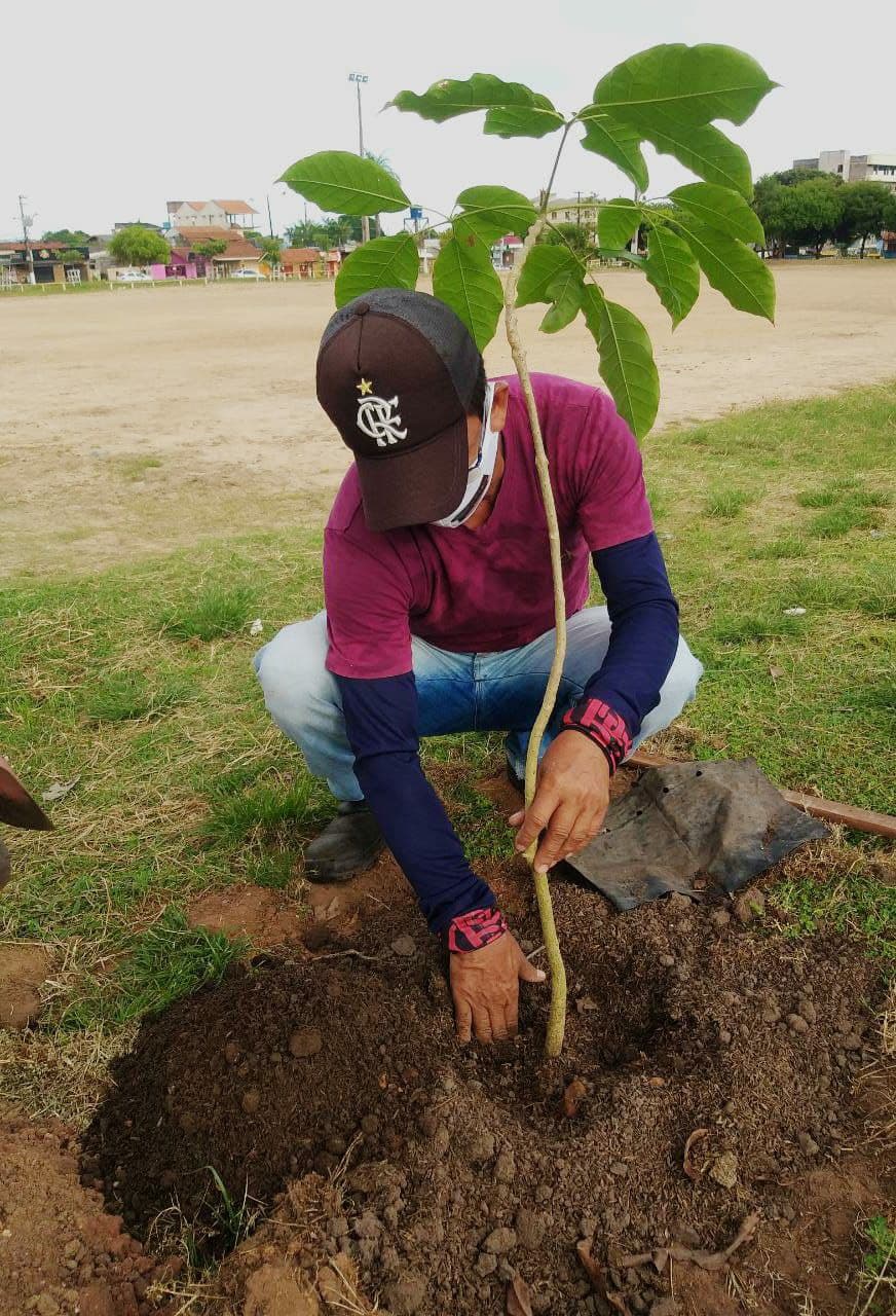 Plantio de Ipês Rosa contemplam a área externa no Parque da Cidade