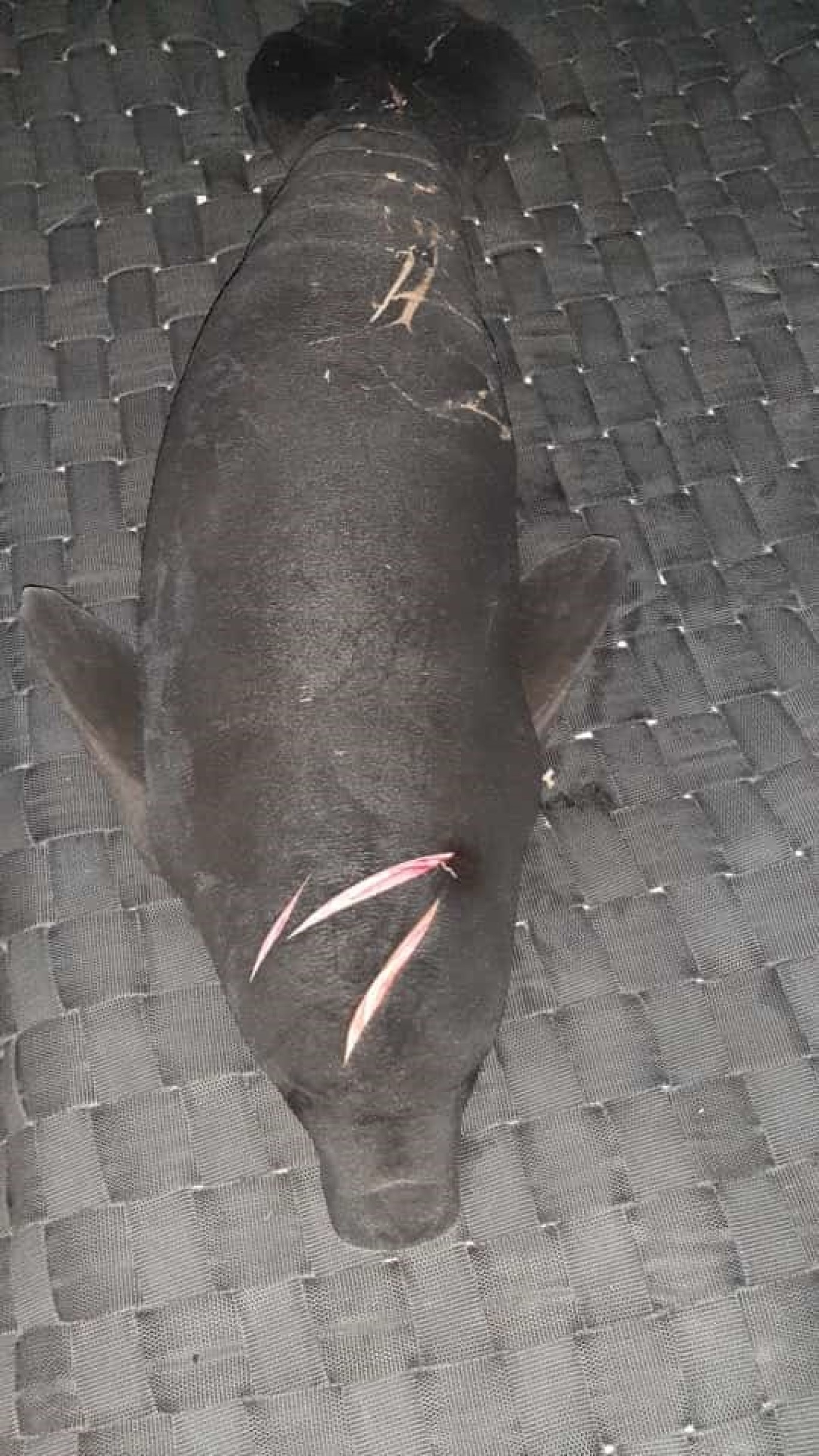 Semma resgata peixe-boi na Comunidade Laranjal, no distrito de Arapixuna