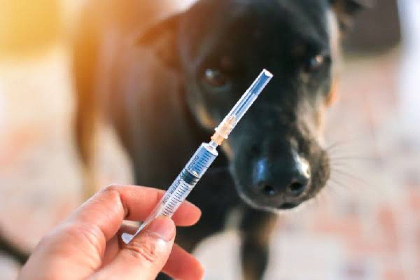 HMS orienta sobre cuidados após acidentes com animais para prevenção da raiva