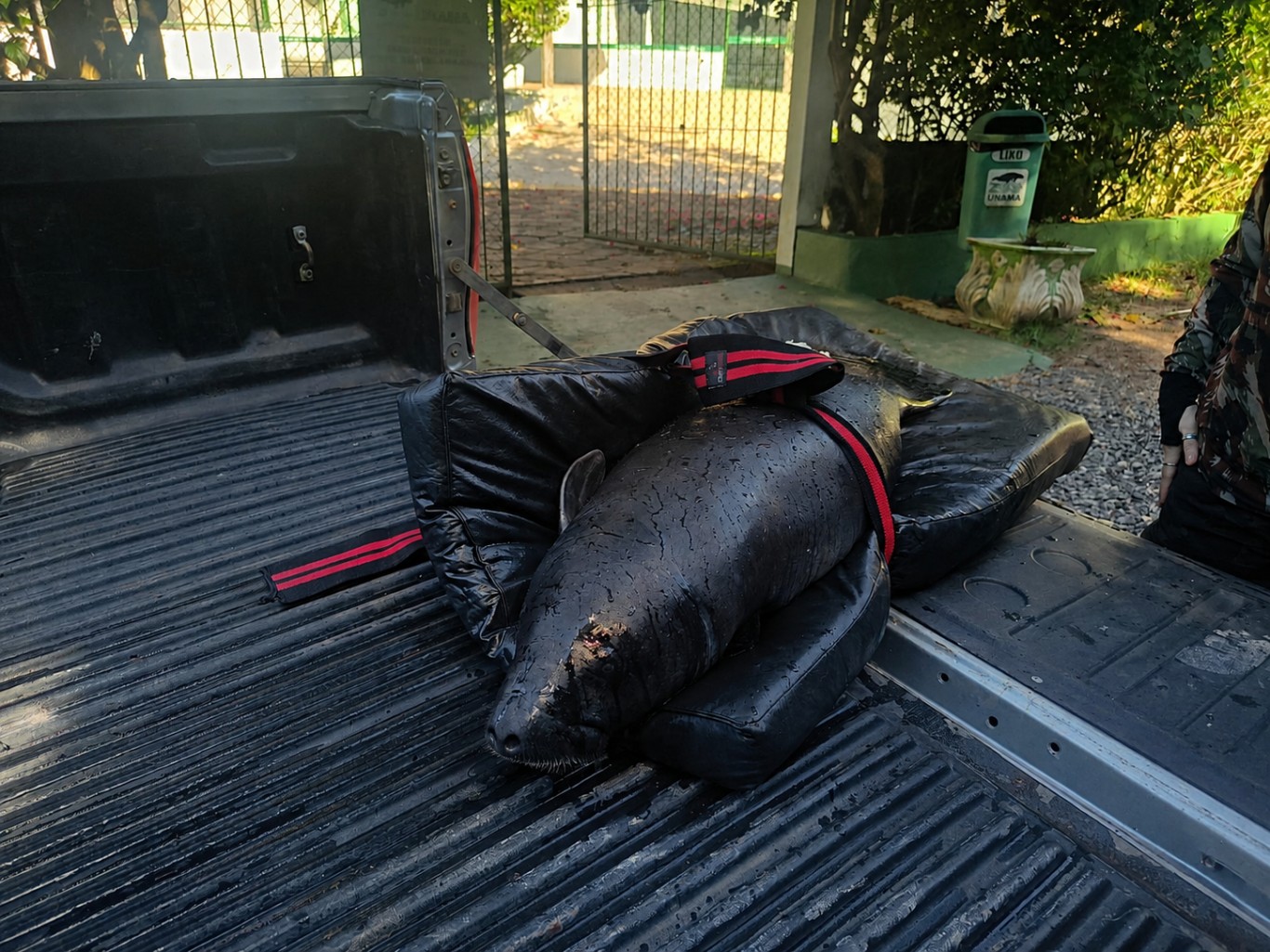 Prefeitura resgata filhote de peixe-boi debilitado na região do Urucurituba