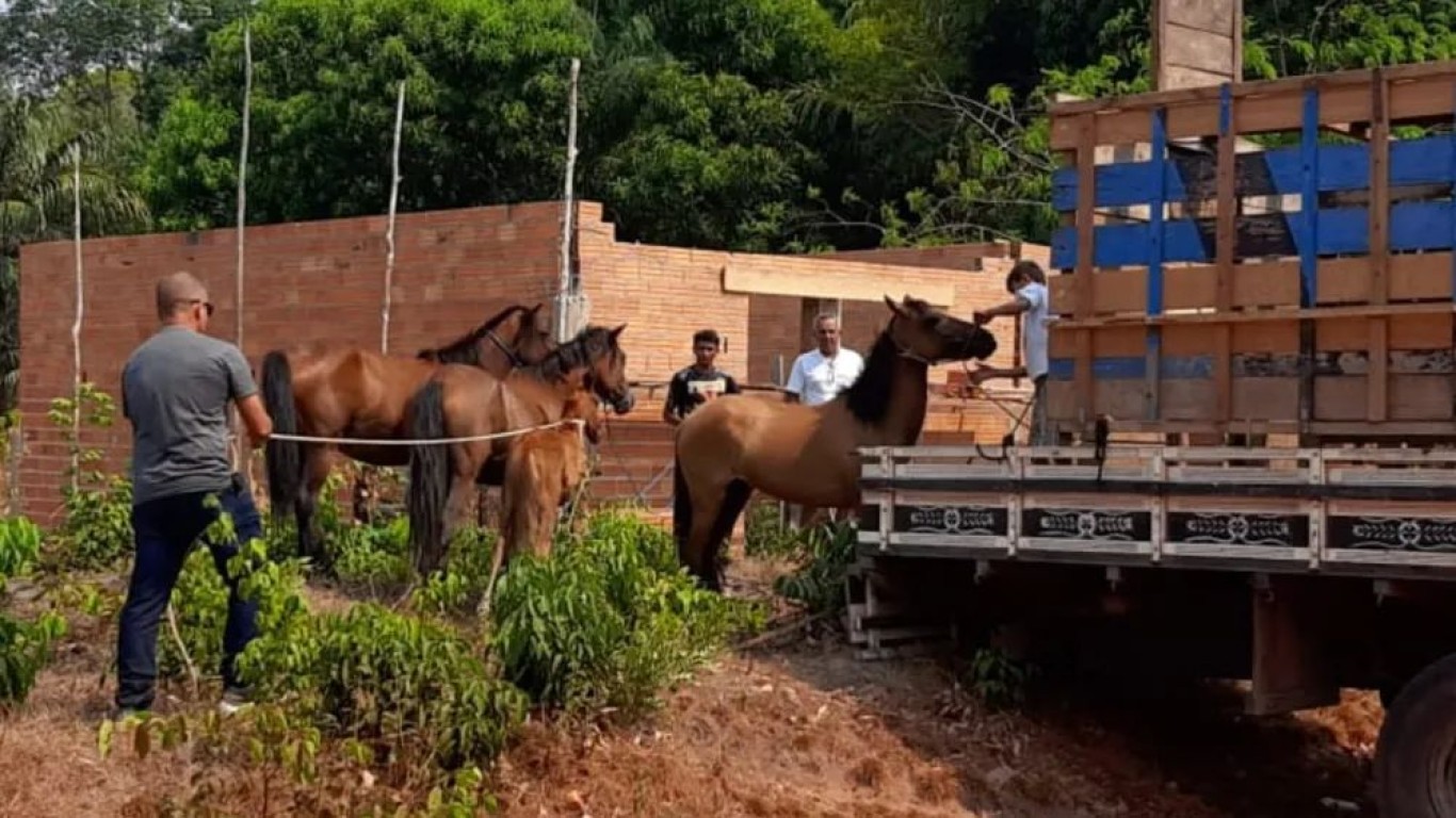 Semma resgata cavalos vítimas de maus tratos na vila de Curuai, região do Lago Grande