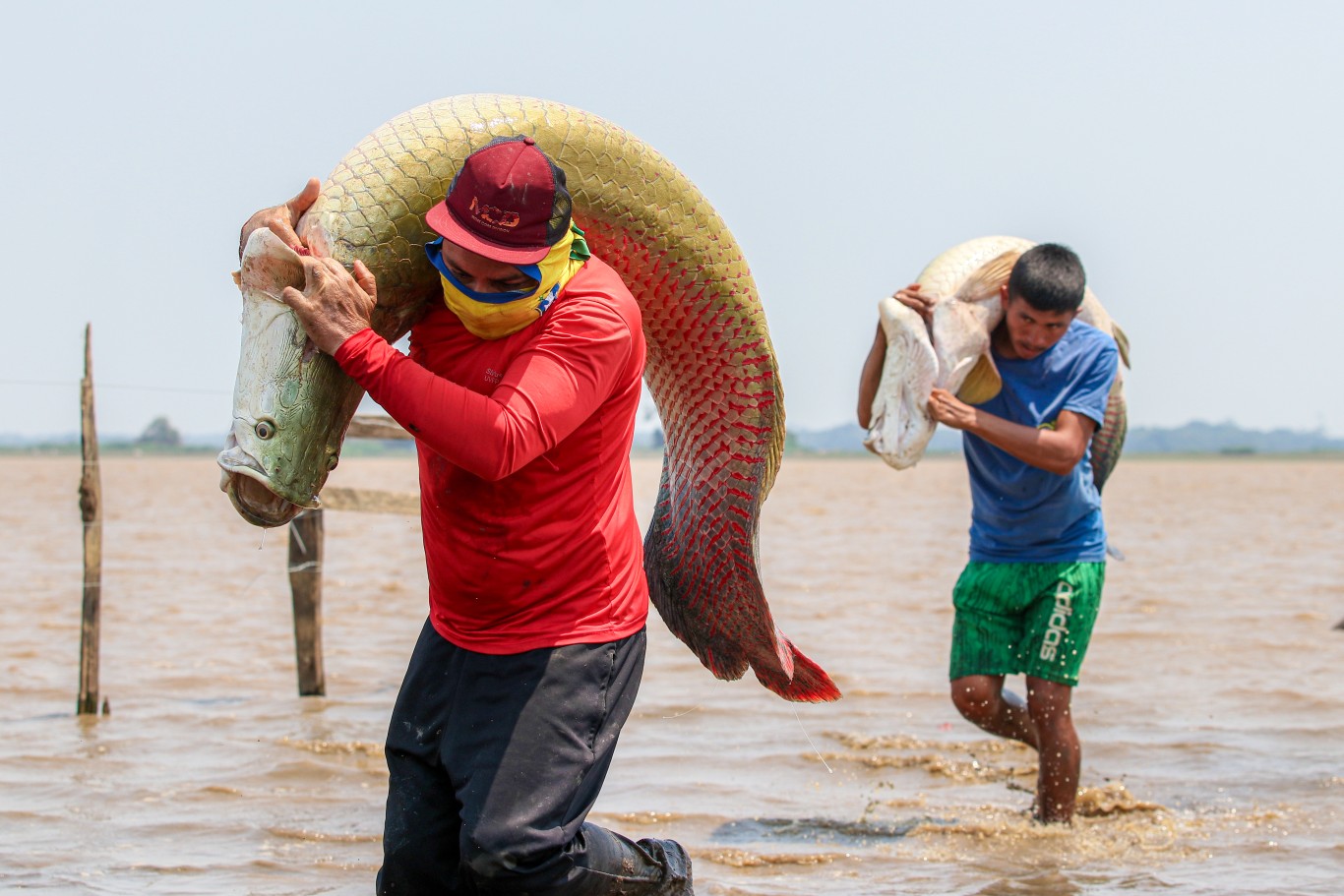 4ª edição da Feira do Pirarucu de Manejo do Pará será realizada neste fim de semana em Santarém