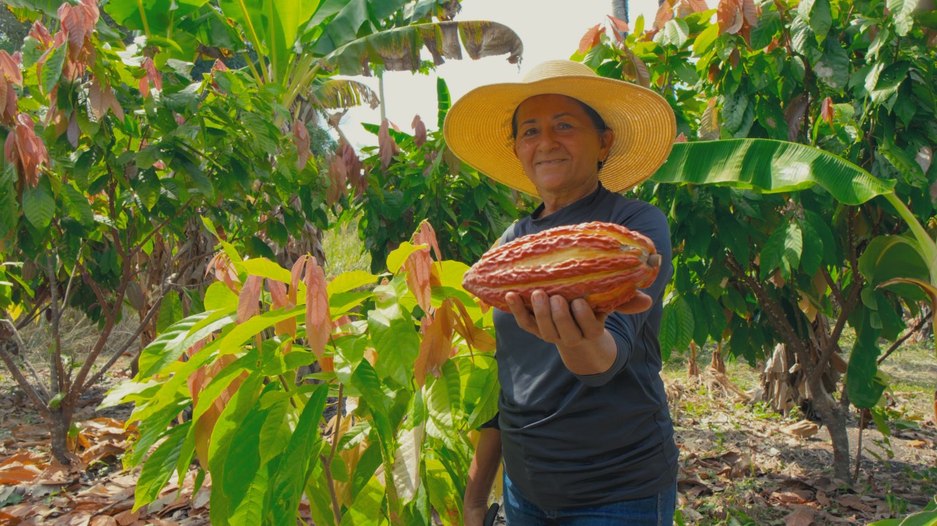 Santarém fortalece bioeconomia e destaca expansão da cacauicultura sustentável no Pavilhão Pará Municípios 