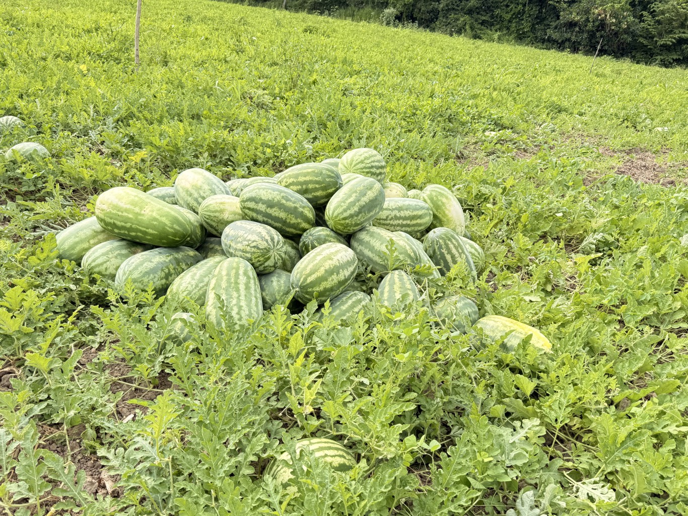 Produtores de Piracãoera de Baixo realizam primeira colheita de melancia 